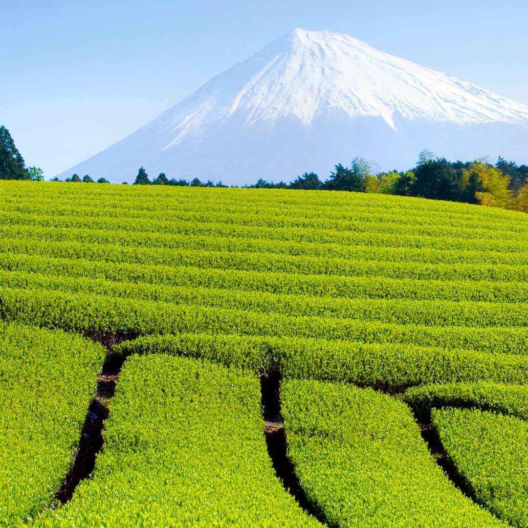 Honyama Grönt Te, Japanskt grönt te, sencha te, premium te från Shizuoka, Japan